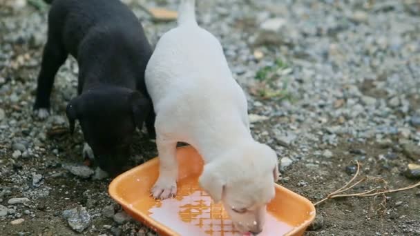 Closeup black and white small puppies drink milk — Stock Video