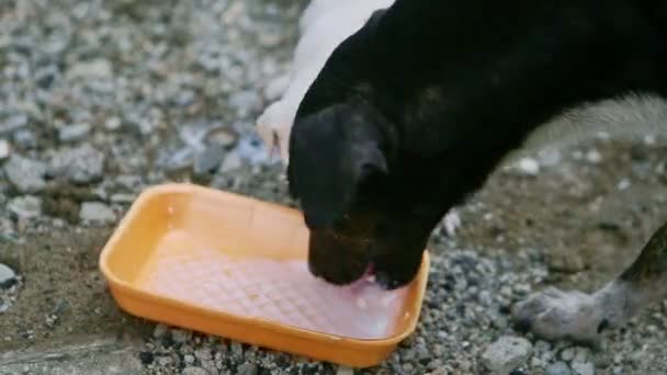 Closeup black adult dog and white little puppy drink milk — Stock Video