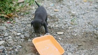 Siyah köpek yavrusu sütüne odaklan.