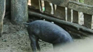 Panorama küçük siyah domuzdan küçük bir grup evcil domuza büyük domuz ahırına