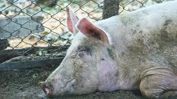 閉じる大きな大人国内のピンクの豚の残りの部分地面に大規模なホームピグスティー — ストック動画
