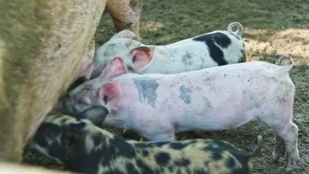 特写镜头 三只家养小猪在家里的大猪圈里喝着自家大粉红母奶 — 图库视频影像