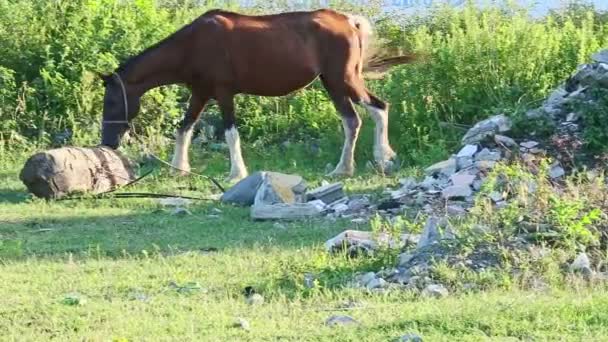 Caballo de jengibre doméstico de granja grande atado come hierba en prado verde abierto — Vídeos de Stock