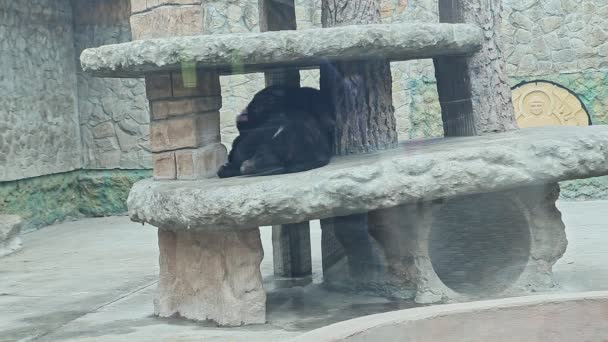 Gruppe schwarzer Himalaya-Bären schläft in stilisierter Voliere hinter Glaswand im Zoo — Stockvideo