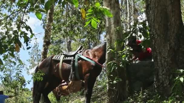 Young dominican man ties large domestic brown horseback to tropical tree — Stock Video