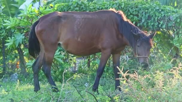 Primer plano gran caballo doméstico marrón come hierba en sombra de jardín tropical — Vídeo de stock
