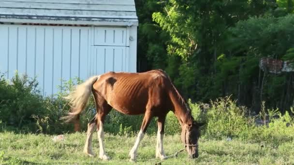 Atado hermoso doméstico jengibre caballo come hierba en abierto verde prado — Vídeo de stock