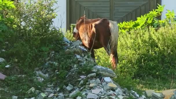 Atado fuerte doméstico jengibre caballo come hierba en abierto verde prado — Vídeo de stock