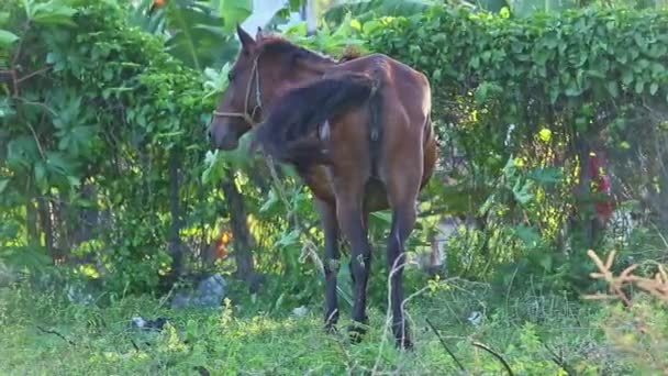 Δεμένο όμορφο καφέ εγχώριο άλογο τρώει γρασίδι στη σκιά τροπικού κήπου — Αρχείο Βίντεο