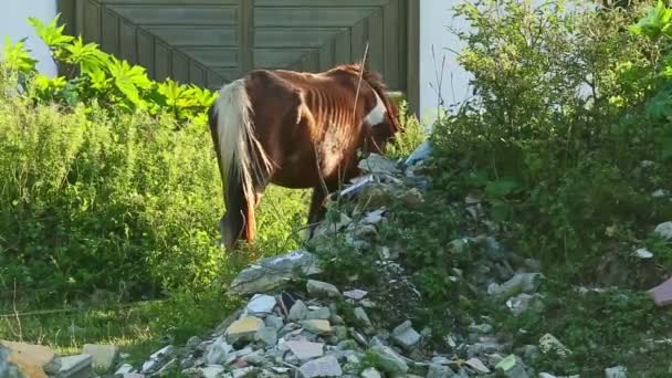 Atado joven doméstico jengibre caballo come hierba en abierto verde prado — Vídeos de Stock