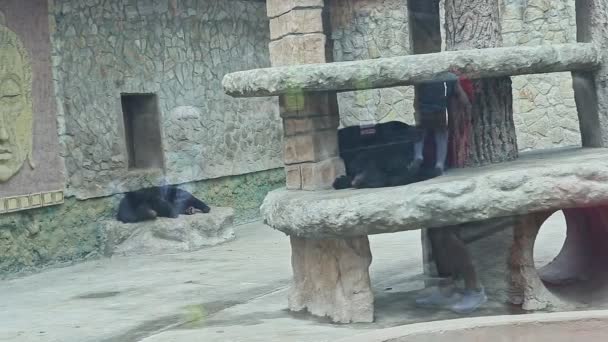 Twee zwarte Himalaya beren slapen in gestileerde volière achter glazen muur in de dierentuin — Stockvideo