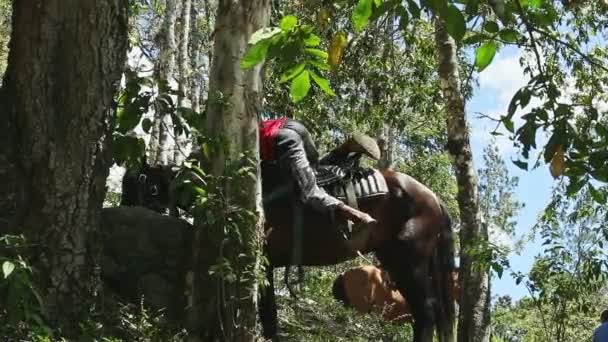 Młody dominikanin wysiąść z brązowy koń w tropikalny las — Wideo stockowe