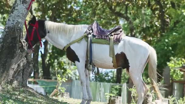 Grande cavalo branco doméstico selado amarrado a árvore tropical contra turistas dominicanos — Vídeo de Stock