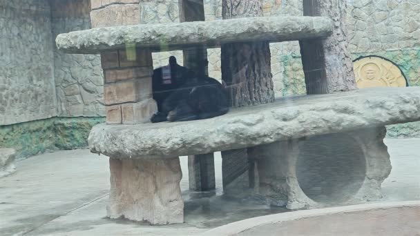 Närbild svarta björnar sova i stiliserad aviär bakom glasvägg i nationella zoo — Stockvideo