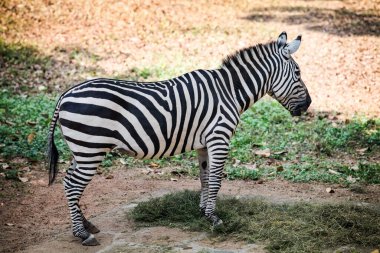 Tek siyah beyaz çizgili genç zebra, ulusal zooloji parkında açık havada duran yeşil eğimli otları yiyor.