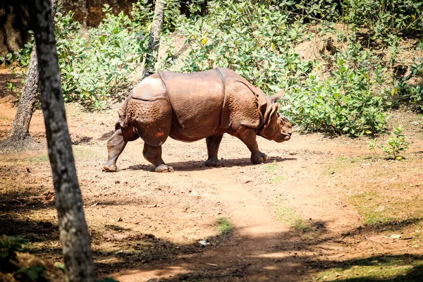 Один Большой Взрослый Коричневый Носорог Рога Ходить Суше Открытом Вольере — стоковое фото