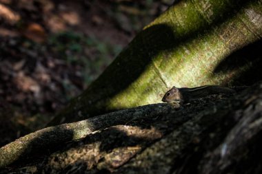 Hindistan 'ın Kerala kentindeki tropikal ormanlarda büyük ağaç köklerinde saklanan küçük kahverengi sincap.