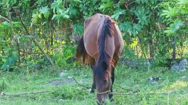 Gran caballo doméstico marrón atado come hierba en sombra de jardín tropical — Vídeo de stock