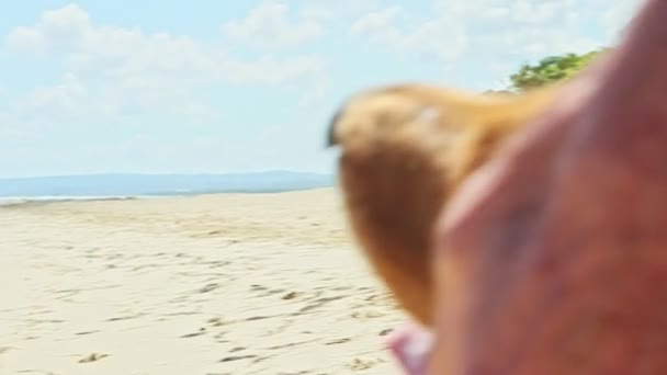 Πανόραμα για Dominican άνθρωπος παίζει με το σκυλί golden retriever σε αμμώδη λευκή παραλία — Αρχείο Βίντεο