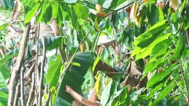 Small pretty blond girl tries to rip off one ripe yellow cacao fruit from tree banch — Stock Video