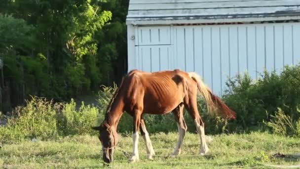 Atado bastante doméstico jengibre caballo come hierba en abierto verde prado — Vídeos de Stock