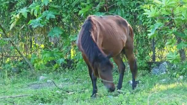 Tjudrad stor gård brun inhemsk häst äter gräs i tropisk trädgård skugga — Stockvideo