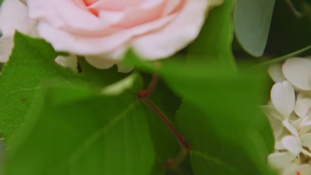 Close-up panorama em rosa doce flor de rosa com grandes folhas verdes — Vídeo de Stock