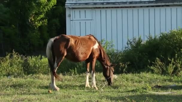 Ferme forte attachée cheval de gingembre domestique mange de l'herbe sur prairie verte ouverte — Video