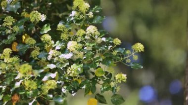 Yakın plan bal arıları ilkbaharda viburnum 'un beyaz çiçeklerinden polen toplarlar.