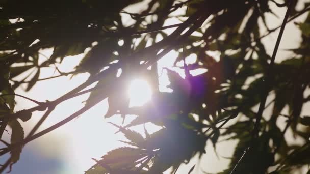 Wind shakes tree brush tree leaf silhouettes against bright sunray at sunset — Stock Video