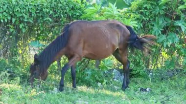 Bağlı kahverengi evcil at tropikal bahçe gölgesinde ot yiyor.