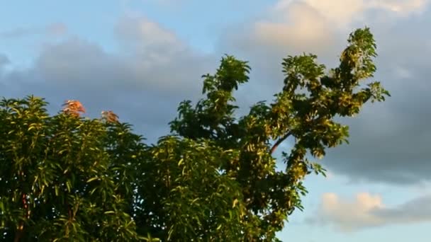 Viento sacude altos brunches de árboles tropicales contra el cielo del atardecer con nubes blancas — Vídeo de stock