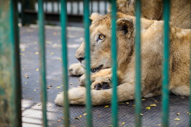 Ulusal zooloji parkında yeşil kafesin arkasında metal zeminde yatan iki büyük dişi aslan.