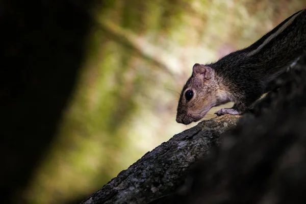 케랄라주의 열대림에 커다란 다람쥐를 — 스톡 사진