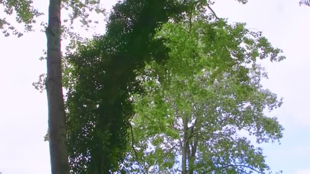 Lentamente panorama para baixo de grande árvore verde alta para o telhado da casa rural — Vídeo de Stock