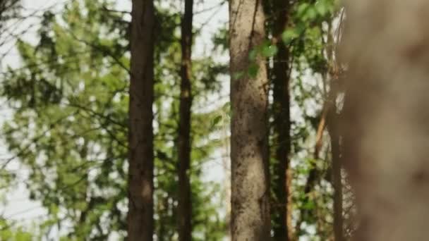 Close-up het veranderen van focus van dennenbos naar enkel getextureerde dennenboom stam — Stockvideo