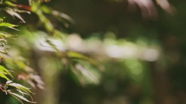 Beyaz çiçekler ve yeşil yaprakların düğün dekorasyonuna odaklan