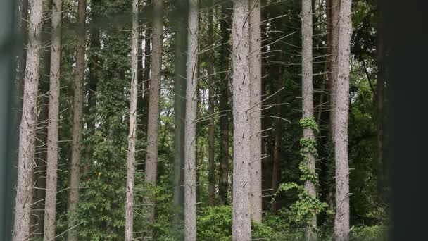 Спокійний дикий недоторканий сосновий ліс з зеленими кущами в літній час — стокове відео
