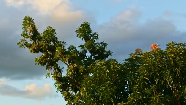 Viento sacude altos brunches de árboles verdes contra el cielo del atardecer con nubes blancas — Vídeo de stock