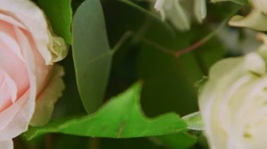 Büyük yeşil yapraklı, beyazı pembe gül çiçeğine yavaş yavaş yakın çekim.
