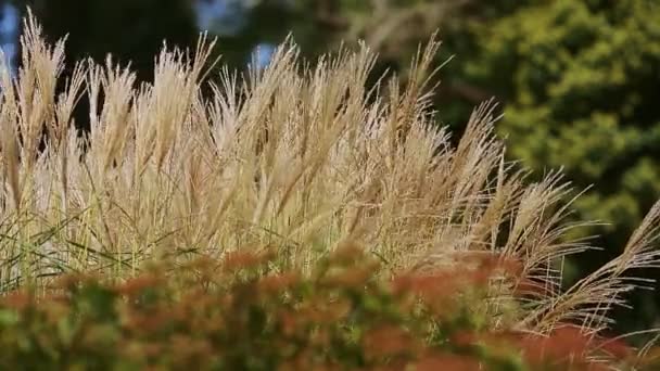 Close-up wind schudt veel gele oren van gerst tegen groene bomen — Stockvideo