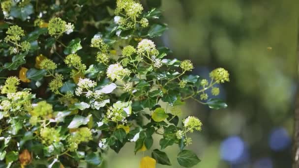 Muitas abelhas coletam mel na primavera de flores amarelas de viburnum — Vídeo de Stock