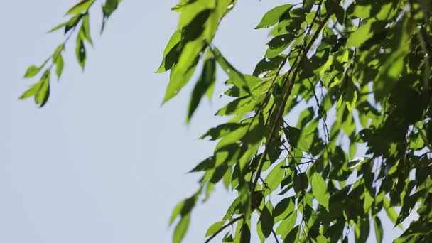 Nahaufnahme Wind schüttelt langsam lange Äste von Kirschbaum mit frischen grünen Blättern — Stockvideo