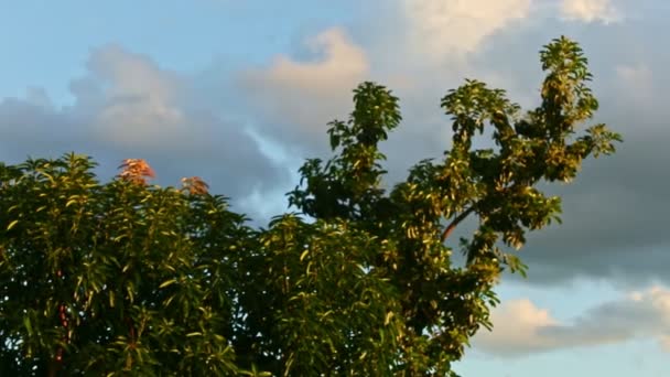 Stark vind skakar gröna bruncher av höga träd mot himlen med stora moln — Stockvideo