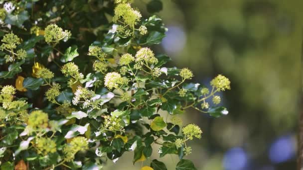 Many Honeybees Collect Pollen White Flowers Viburnum Fresh Green Leaves — Stock Video