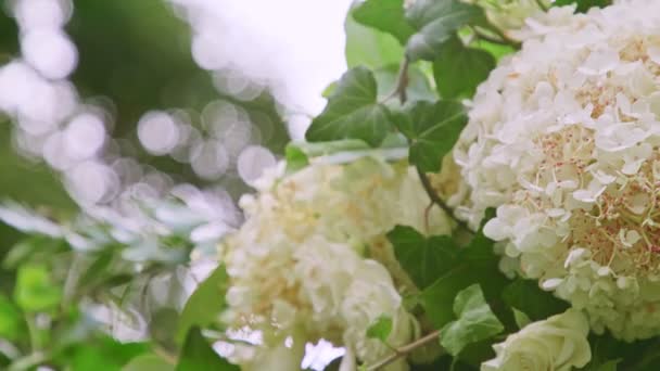 Panorama Zbliżenie Prawo Dekoracji Ślubnej Wykonane Białych Kwiatów Duże Białe — Wideo stockowe