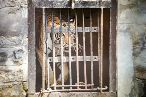 Único Tigre Bengala Adulto Caminha Gaiola Atrás Treliça Branca Parque — Fotografia de Stock