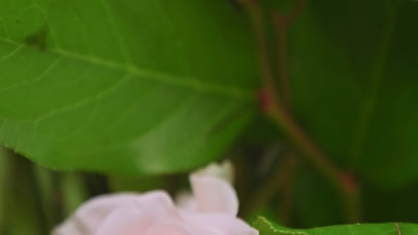 Geniş yeşil yapraklı, yumuşak pembe gül çiçeğinin üzerine yakın çekim manzarası. — Stok video