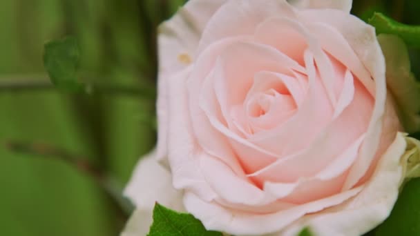 Повільно крупним планом панорама на ніжно-рожевій квітці троянди з великим зеленим листям — стокове відео