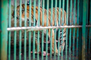 Tek yetişkin Bengal kaplanı ulusal zooloji parkında yeşil kafesin arkasında çiğ et yiyor.